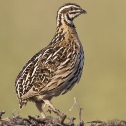 Caille entière avec plumes...